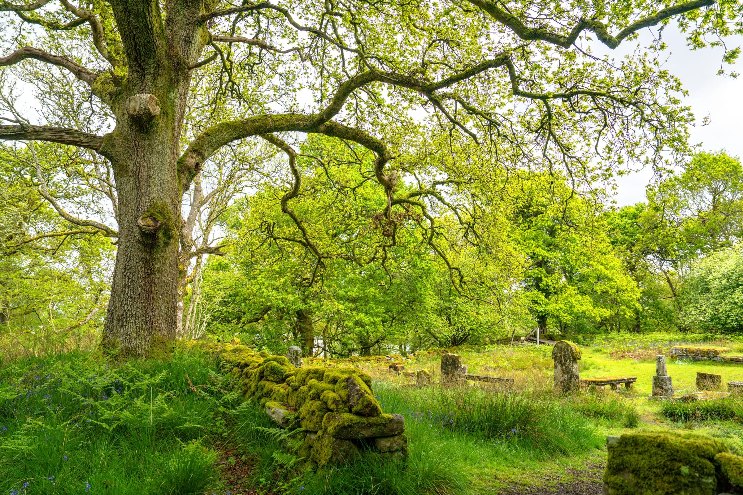 Historic Oak