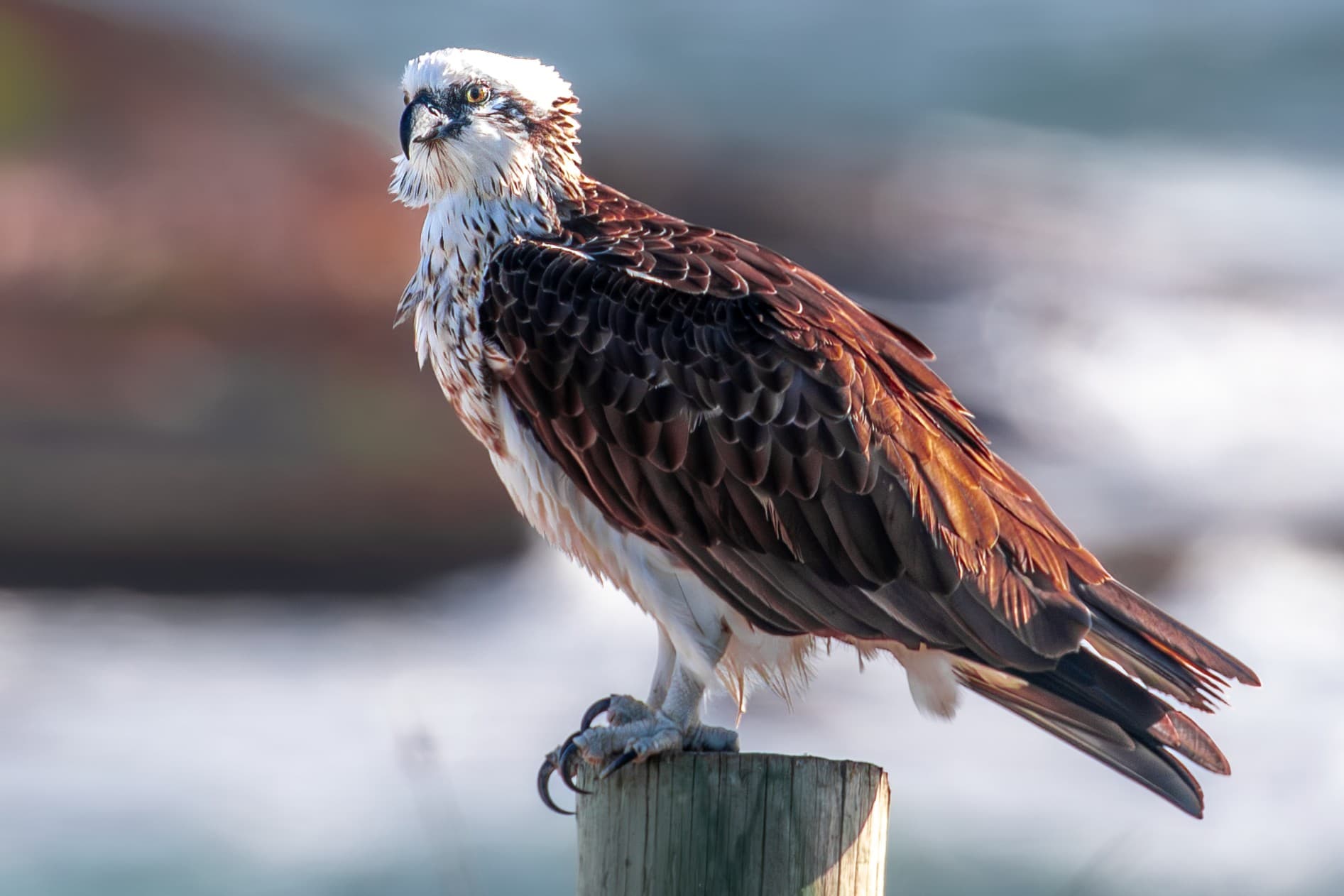 Osprey Eye